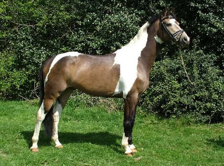 Multicolor II Stallion